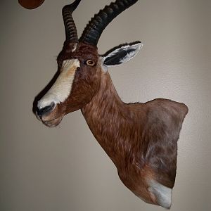 Blesbok Shoulder Mount Taxidermy