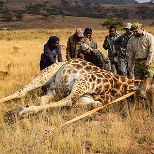 South Africa Hunt Giraffe