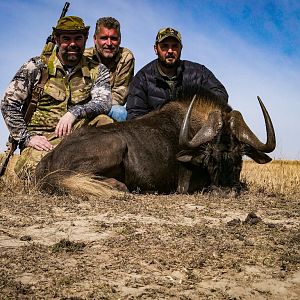 Hunting Black Wildebeest in South Africa