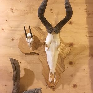 Shield with Steenbok & Red Hartebeest Skull Mounts