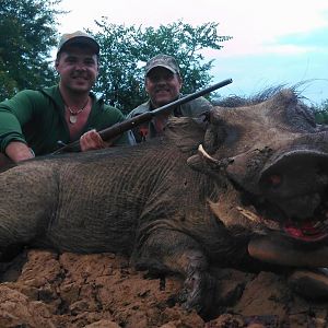 Warthog Hunting South Africa