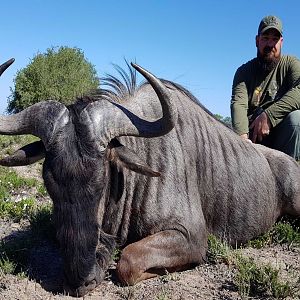 Blue Wildebeest Hunt in South Africa