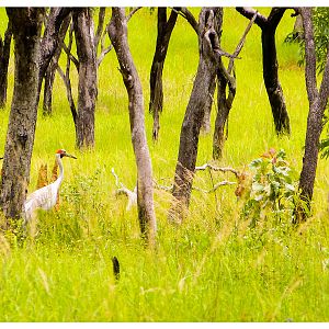 Brolga Australia