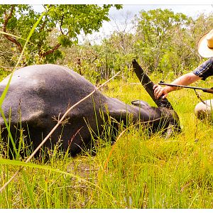 Water Buffalo Hunt in Australia