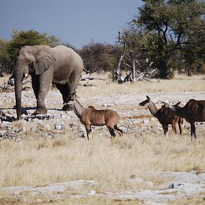 Etosha Elephant and Kudu