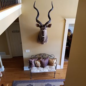 Kudu Shoulder Mount Taxidermy