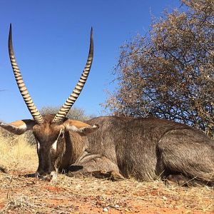 Hunt Waterbuck in South Africa