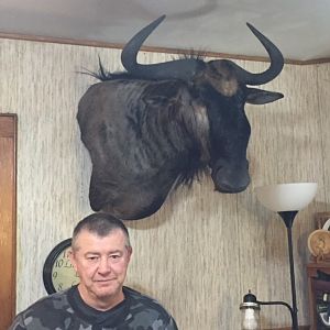 Blue Wildebeest Shoulder Mount Taxidermy