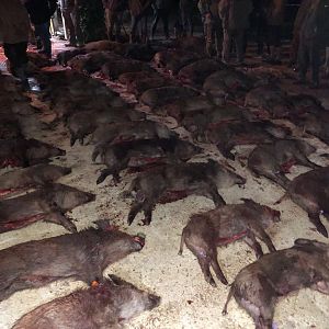 Driven Wild Boar Hunt In France
