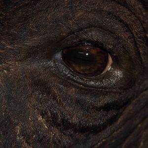 Cape Buffalo Shoulder Mount Taxidermy Eye Close Up