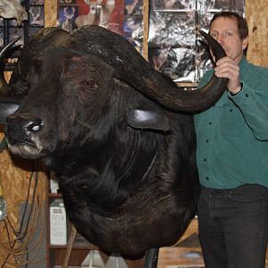 Cape Buffalo Shoulder Mount Taxidermy