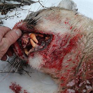 Hunting Mountain Lion Idaho