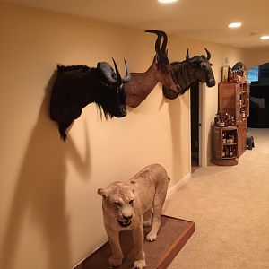 Lioness Full Mount Taxidermy