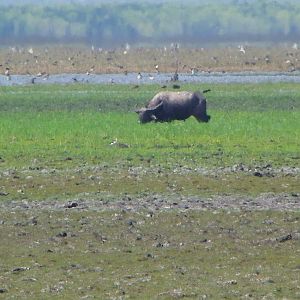 Asiatic Water Buffalo