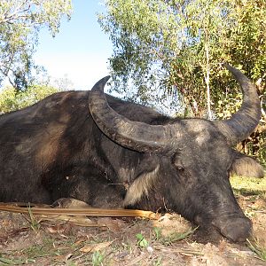 Hunting Asiatic Water Buffalo