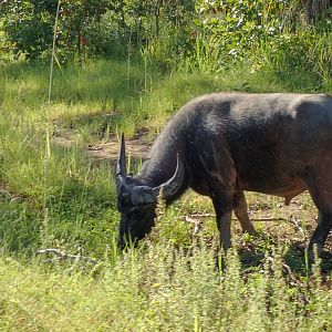 Asiatic Water Buffalo