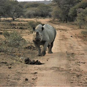 White Rhino South Africa