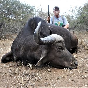 South Africa Hunt Cape Buffalo Cow