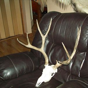 Buck European Skull Mount Taxidermy