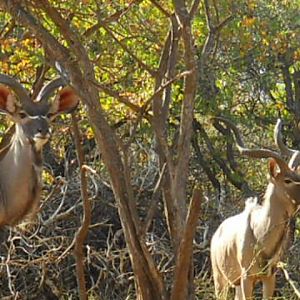 Kudu South Africa