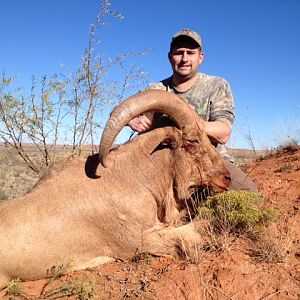 Hunting Aoudad