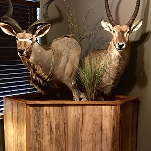 Kudu & Waterbuck Pedestal Taxidermy