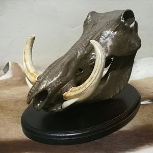 Warthog Bronzed Skull Mount
