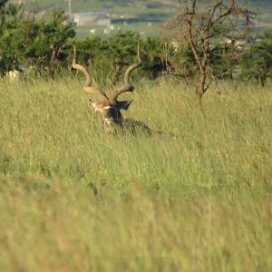 Incredible Kudu bull photographed in 2017 Rance Safaris