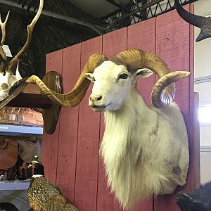 Dall Sheep Shoulder Mount Taxidermy