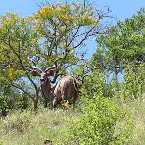 Stunning Kudu