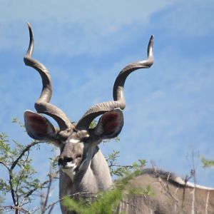 Old beauty of a kudu bull