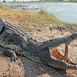 Hunt Crocodile in Namibia