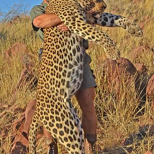 Hunt Leopard in Namibia