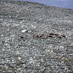 Caribou in Norway