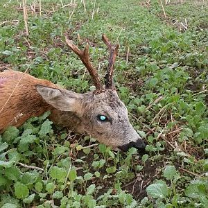 Roe Deer Hunt in Poland