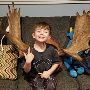 Moose Horn Mount Taxidermy