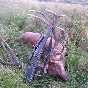 Red Stag Hunting Poland