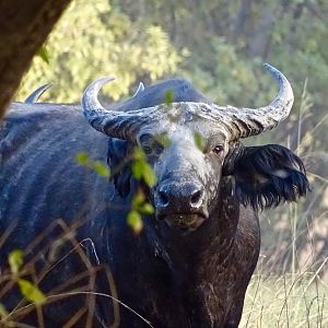 West African Savanah Buffalo Benin