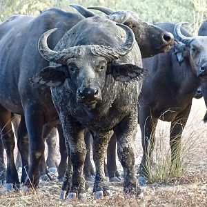 Herd of West African Savanah Buffalo Benin