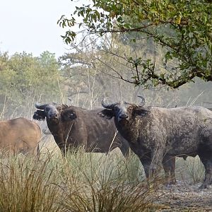 Herd of West African Savanah Buffalo Benin