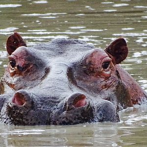 Hippo  Benin