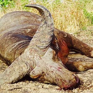 Hunting West Arrican Savanah Buffalo in Benin