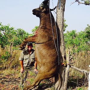 Hunting West African Savanah Buffalo Benin