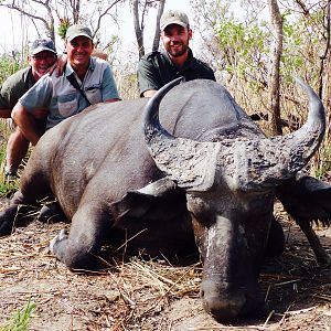 Hunting West African Savanah Buffalo Benin