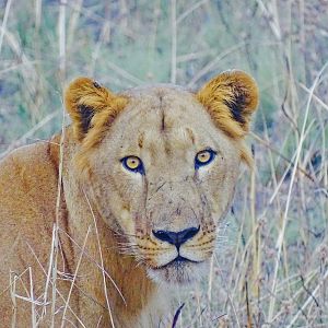 Lioness Benin