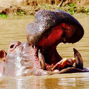Hippo Benin