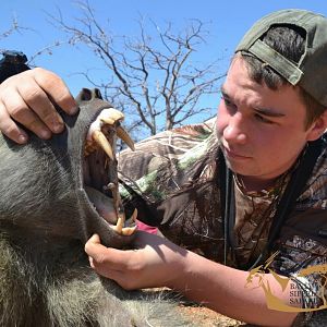 Bow Hunting Baboon in South Africa