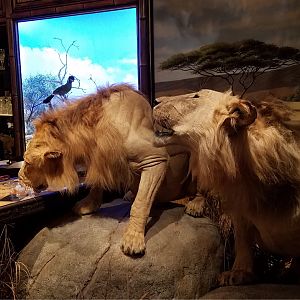 Lion & Lioness Full Mount Taxidermy