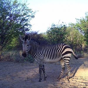 Hartmann's Mountain Zebra Trail Cam Pictures Namibia