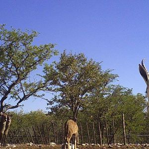 Trail Cam Pictures of Waterbuck Female,  Kudu & Springbok Namibia